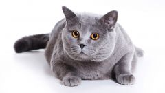 Tapeta Annimals 179.jpg